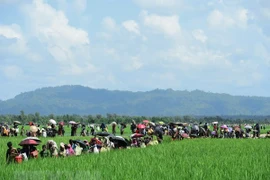 Người Rohingya chạy trốn xung đột từ Rakhine tới khu vực Palongkhali gần Ukhia, Bangladesh ngày 16/10/2017. (Nguồn: AFP/TTXVN)