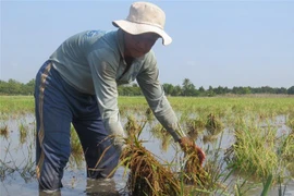 Ông Trần Văn Chính canh tác hơn 7000m2 lúa thu đông tại xã An Khánh, huyện Châu Thành, nhưng gần một nửa diện tích bị ảnh hưởng do nước tràn bờ đê. (Ảnh: Chương Đài/TTXVN)
