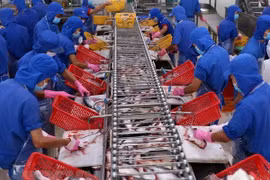 Chế biến cá tra xuất khẩu. (Nguồn: TTXVN)