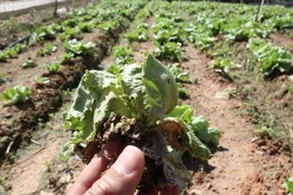 Vườn rau xà lách ở khu Đất Mới, Phường 7, thành phố Đà Lạt bị nhiễm virus. (Ảnh: Nguyễn Dũng/TTXVN)