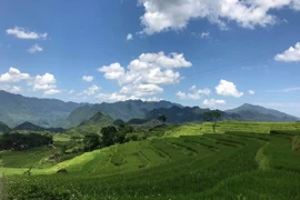 Nông nghiệp là một trong lĩnh vực thu hút nguồn viện trợ phi chính phủ của tỉnh Thanh Hóa. (Nguồn: TTXVN)