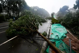 Bão Mangkhut khiến nhiều cây cối gãy đổ gây cản trở giao thông ở tỉnh Quảng Đông, Trung Quốc ngày 16/9. (Ảnh: THX/TTXVN)