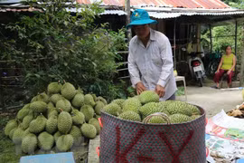 Thu hoạch sầu riêng. (Ảnh: Minh Trí/TTXVN)