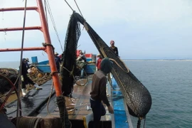 Một tàu giã cào đang kéo lưới đánh bắt theo kiểu "tận diệt" thủy sản. (Ảnh: Đức Thọ/TTXVN)