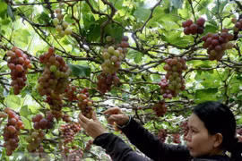 Những vườn nho ở Ninh Thuận đã trở thành sản phẩm du lịch. (Ảnh: Đình Huệ/TTXVN)