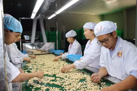 Công nhân chế biến hạt điều. (Ảnh: K GỬIH/TTXVN) 