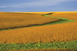 Giá đậu tương giảm do thời tiết thuận lợi cho cây trồng