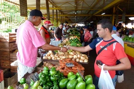 Cuba tìm kiếm các giải pháp giảm nhập khẩu lương thực