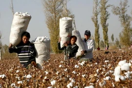 Trung Quốc nỗ lực cân bằng chênh lệch cung-cầu về bông