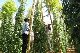Nông dân Bà Rịa-Vũng Tàu ồ ạt chuyển sang trồng hồ tiêu ghép 