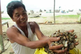 Ngư dân Quảng Ngãi phấn khởi vì mùa ốc nhảy bội thu
