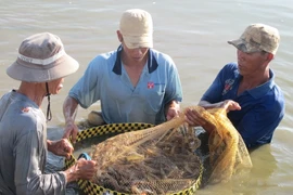 Tìm kiếm và mở rộng thị trường xuất khẩu tôm Việt Nam