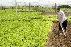 ĐBSCL chuyển đổi đất lúa kém hiệu quả sang cây trồng lợi nhuận