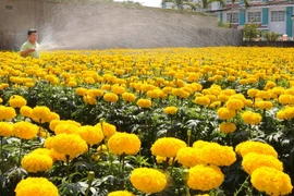 Làng hoa cảnh lớn nhất Cần Thơ chuẩn bị hàng phục vụ Tết