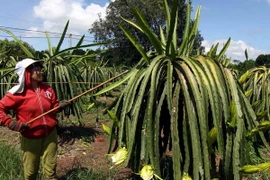 "Việc thu mua búp thanh long tại Bình Thuận là bình thường"