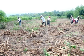 Giá sắn tươi tại Tây Ninh tăng, người trồng thu lãi lớn