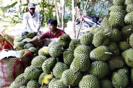 Tiền Giang: Sầu riêng đạt giá kỷ lục nhất từ trước đến nay