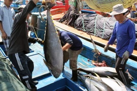 Bình Định hỗ trợ ngư dân đánh bắt cá ngừ đại dương