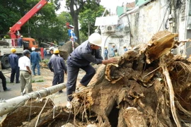 TP. HCM: Đề xuất lập quỹ hỗ trợ sự cố do cây xanh gây ra