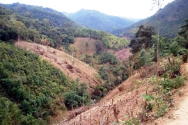 Đắk Lắk: Rừng thông phòng hộ Krông Búk cơ bản bị xóa sổ