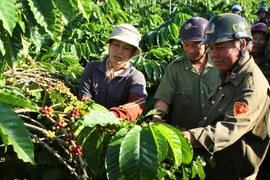 Tình trạng trộm cắp càphê gây thiệt hại lớn cho nông dân Đắk Lắk