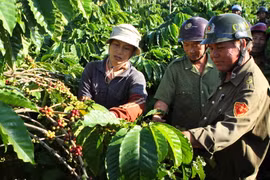 Tình trạng trộm cắp càphê gây thiệt hại lớn cho nông dân Đắk Lắk