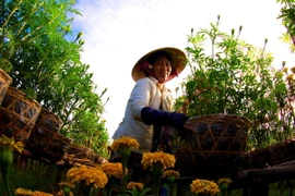 Đồng Tháp hợp tác với Hà Lan về nông nghiệp công nghệ cao