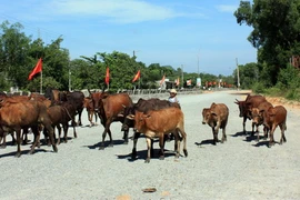 Hà Giang: Bệnh than đã xuất hiện trở lại tại huyện Mèo Vạc 