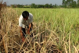 Nắng nóng bao trùm cả nước, Bắc Bộ có nơi trên 39 độ C