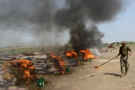 [Photo] Pakistan tiến hành tiêu hủy số lượng lớn ma túy