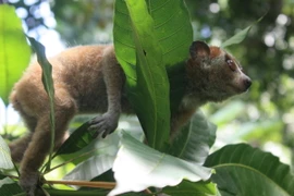 Mỹ ưu tiên Việt Nam trong chương trình hỗ trợ đa dạng sinh học