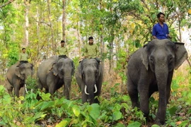 Đắk Nông khuyến cáo dân hạn chế đi lại trong rừng có voi hoạt động