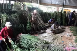Một điểm tập kết hoa layơn để cung cấp ra thị trường. (Ảnh: Nguyễn Dũng/TTXVN)