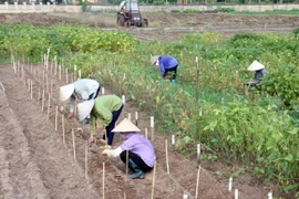 Tiến sỹ Hà Thị Thúy - Nhà khoa học của người nông dân