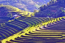 Lên Mù Cang Chải ngắm ruộng bậc thang, xem thi giã bánh dày