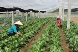 Dành 10 tỷ đồng với lãi suất 0% cho vay phát triển nông nghiệp