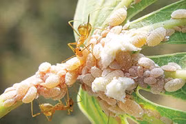 (Nguồn: bnadeau3467.wordpress.com)