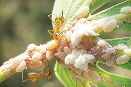 (Nguồn: bnadeau3467.wordpress.com)