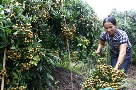 Năm yếu tố cơ bản để nhãn, vải Việt Nam được xuất sang Mỹ