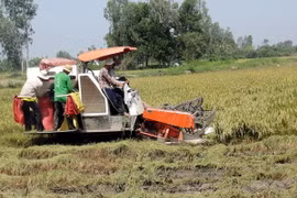 Tỉnh Sóc Trăng đạt sản lượng lúa cao nhất từ trước đến nay