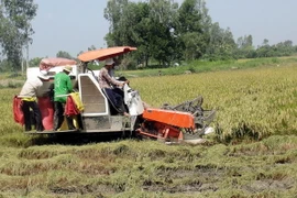 Tỉnh Sóc Trăng đạt sản lượng lúa cao nhất từ trước đến nay