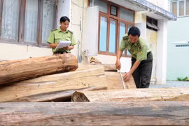 Bắt giữ 4 xe công nông độ chế vận chuyển trái phép 10m3 gỗ lậu