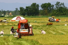 Sản lượng lúa cả nước trong năm nay dự kiến sẽ đạt 45 triệu tấn