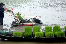  Cuba muốn Việt Nam đầu tư và sản xuất lúa gạo tại nước này