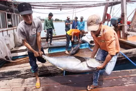 Khánh Hòa đóng đội “tàu mẹ, tàu con” bằng vật liệu mới