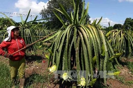 Chăm sóc thanh long ruột đỏ ở ấp An Hòa, xã Tây Hòa, huyện Trảng Bom, Đồng Nai. (Ảnh: Vũ Sinh/TTXVN)