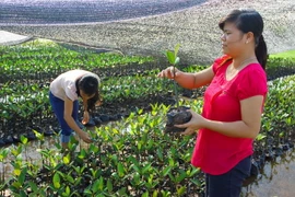 Hỗ trợ ứng phó biến đổi khí hậu rừng, đồng bằng tại Nam Định