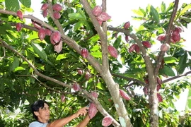 Trồng cacao hữu cơ, nguồn lợi tăng thêm từ 40-50 triệu đồng