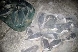 Bắt giữ vụ vận chuyển trái phép hơn 450kg vạc và cú vọ mặt trắng