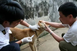 Hà Nội: Xuất hiện 2 trường hợp tử vong do bị chó dại cắn